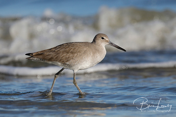 Willet foraging on a beach in winter