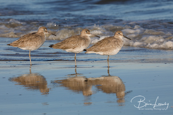 Group of three Willets resting on a beach in winter