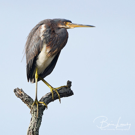 Tricolored Heron perched on a dead branch