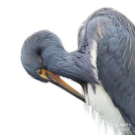 Tricolored Heron preening its feathers - Jekyll Island, GA