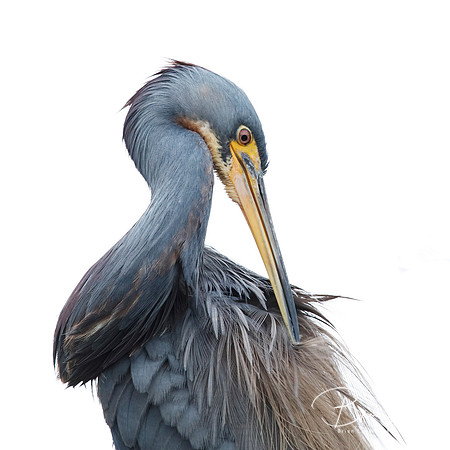 Tricolored Heron preening its feathers - Jekyll Island, GA