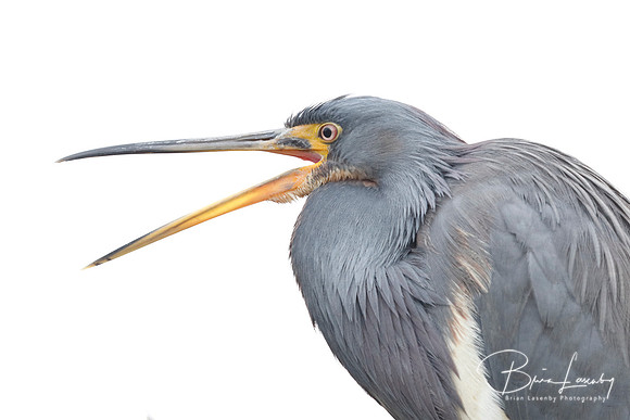 Tricolored Heron yawning- Jekyll Island, GA