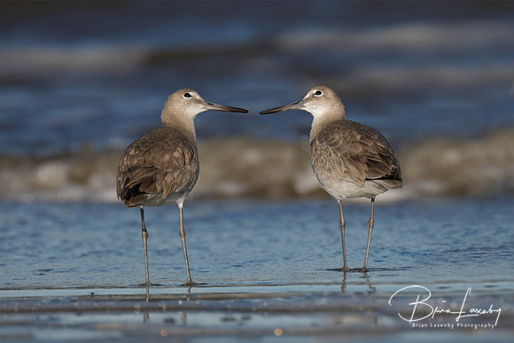 Pair of Willets looking skyward in winter