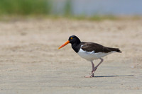American Oystercatcher Walking on a Sandy Beach