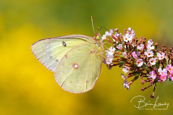 Orange Sulfur Butterfly on Butterfly Bush