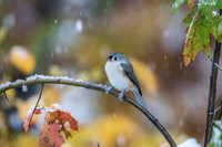 Tufted Titmouse in a Snow Storm in October