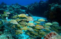 Scuba Diver and School of Grunts