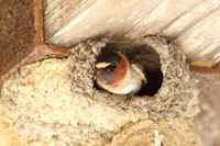 Cliff Swallow Peering Out From its Mud Nest