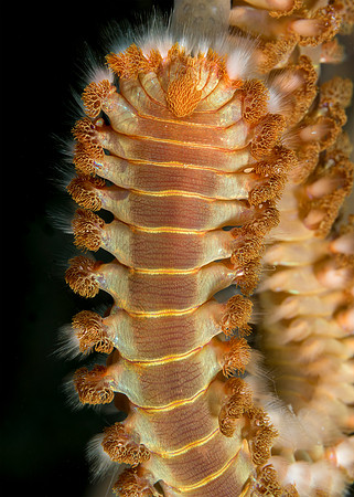 Closeup of a Bearded Fireworm - Bonaire