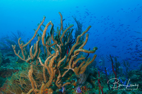 School of Fish Over a Tropical Coral Reef