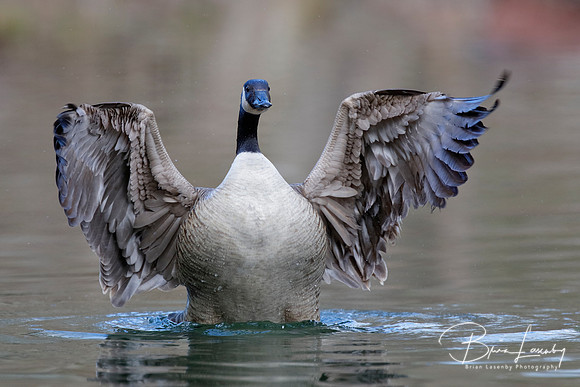 Canada Goose - Grand Bend, ON