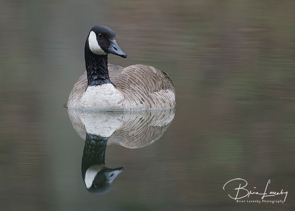 Canada Goose - Grand Bend, ON