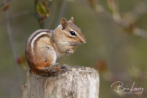 Eastern Chipmunk - Grand Bend, ON