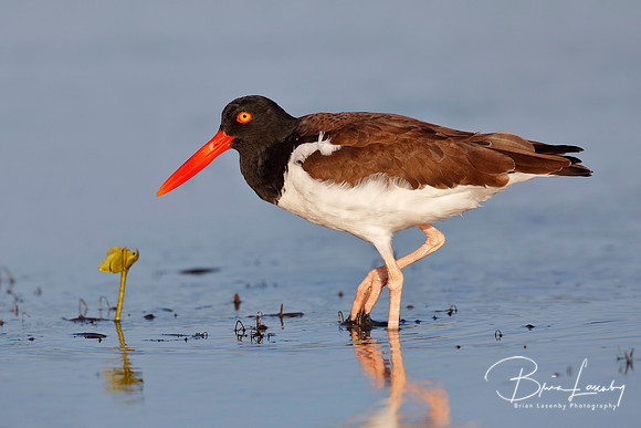 American Oystercatcher foraging in a shallow lagoon - Florida
