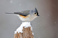 Chickadees, Titmice and Gnatcatchers