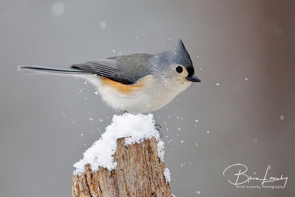 Tufted Titmouse - Grand Bend, ON