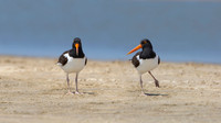 Pair of American Oystercatchers on a Beach