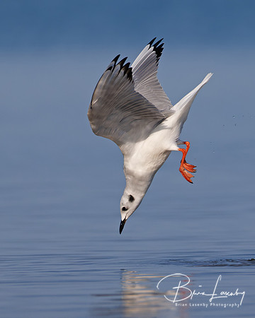 Bonaparte's Gull diving for food