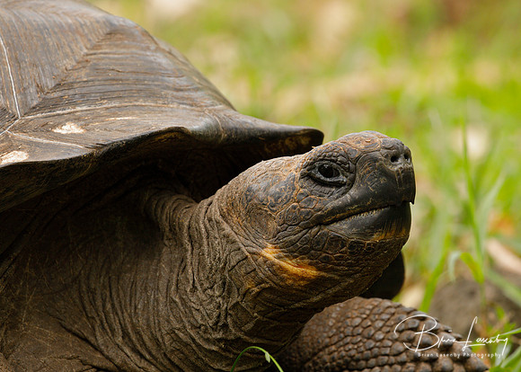 Galapagos Tortoise - Santa Cruz Island, Galapagos