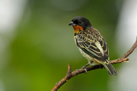 Rufous-throated Tanager - Ecuador