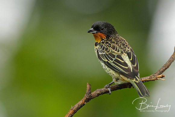 Rufous-throated Tanager - Ecuador