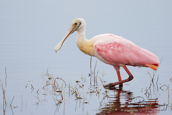 Roseate Spoonbill Wading in a Shallow Pond - Florida