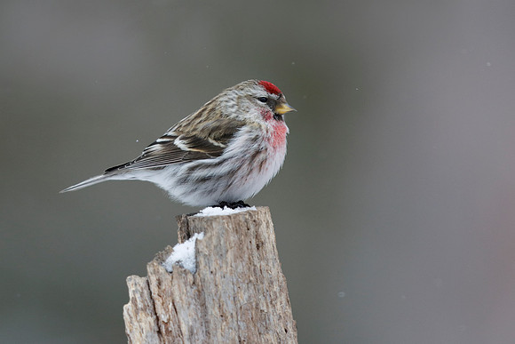 Male Common Redpoll