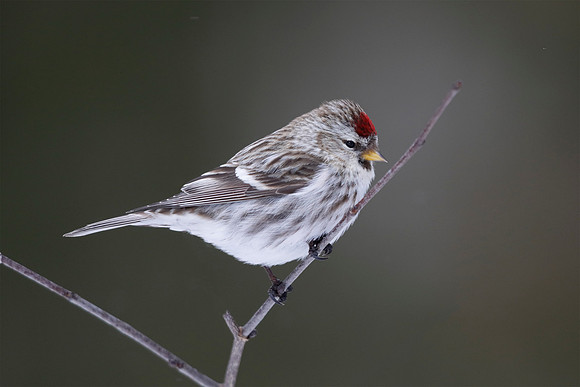 Female Common Redpoll
