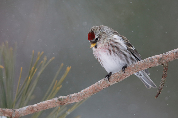 Male Common Redpoll