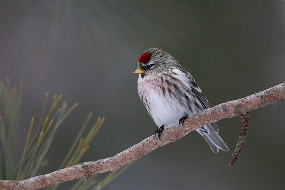 Male Common Redpoll