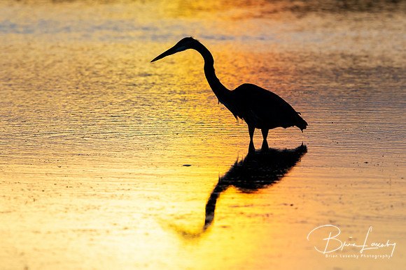 Silhouette of a Great Blue Heron wading in a pond - Florida