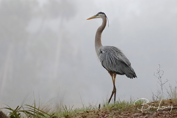 Great Blue Heron at the edge of a misty river - Homosassa, Flori