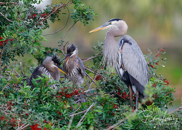 Great Blue Heron with a pair of chicks at its nest - Venice, Flo