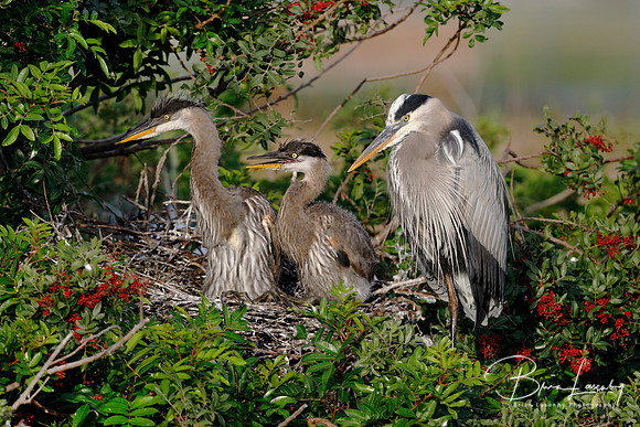 Great Blue Heron mother with two offspring in her nest - Florida