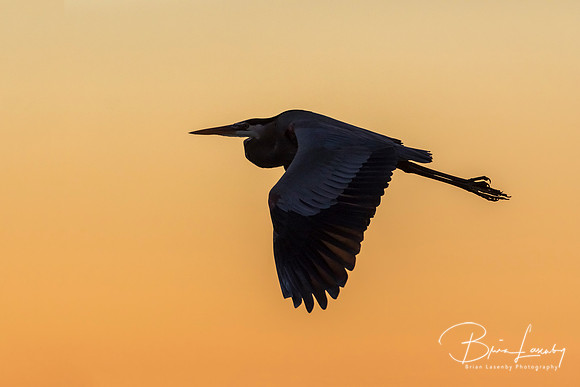 Great Blue Heron flying at sunrise - Cedar Key, Florida