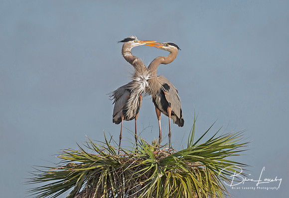 Pair of Great Blue Herons Forming a Heart - Florida