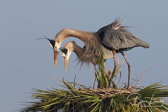 Great Blue Herons Displaying Courtship Behaviour at Their Nest