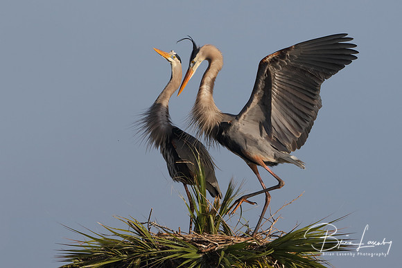 Great Blue Herons Displaying Courtship Behaviour at Their Nest
