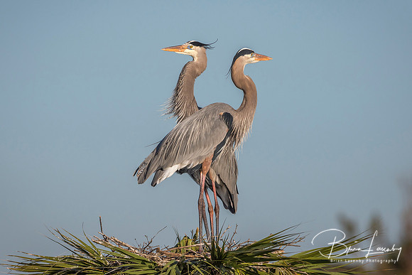 Pair of Great Blue Herons Perched on Their Nest