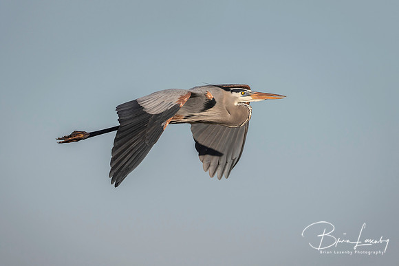 Great Blue Heron in Flight