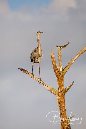 Great Blue Heron Perched in a Dead Tree - Florida