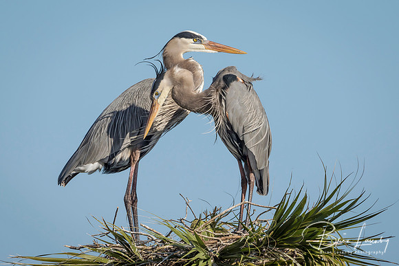 Pair of Great Blue Herons Perched on  Top of a Palm Tree
