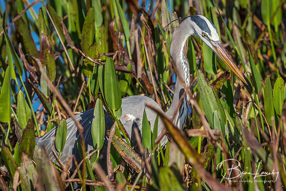 Great Blue Heron Stalking its Prey in a Marsh