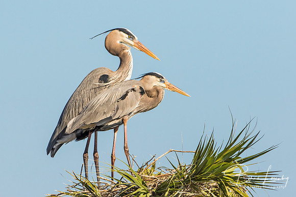 Pair of Great Blue Herons Perched on  Top of a Palm Tree
