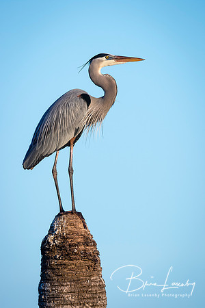 Great Blue Heron (Ardea herodias) Perched on  Top of a Palm Tree