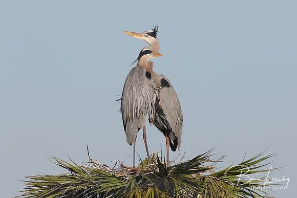 Pair of Great Blue Herons Perched on Their Nest