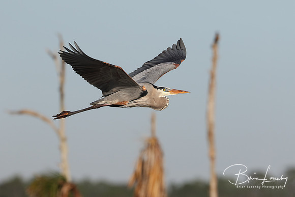 Great Blue Heron Flying Over a Florida Marsh