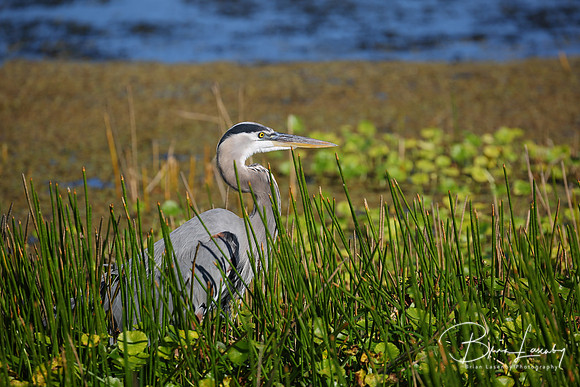 Great Blue Heron - Florida