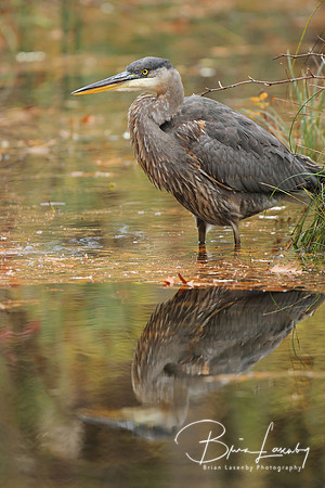 Great Blue Heron Stalking its Prey