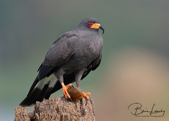 Male Snail Kite with an Apple Snail in its Talons - Panama